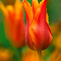 Buy canvas prints of Tulip dew by Tom Dolezal