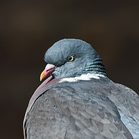 Buy canvas prints of Wood pigeon portrait by Tom Dolezal