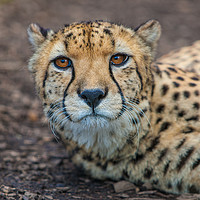Buy canvas prints of Cheetah portrait by Tom Dolezal