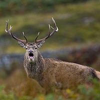 Buy canvas prints of Rutting Highland Stag by Tom Dolezal