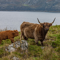 Buy canvas prints of Highland cow and calf by Tom Dolezal