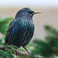Buy canvas prints of Starling profile by Tom Dolezal