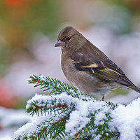 Buy canvas prints of Female Chaffinch in the snow by Tom Dolezal