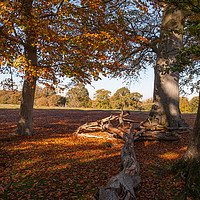 Buy canvas prints of Woodland Autumn dapple light by Tom Dolezal