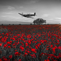 Buy canvas prints of Spitfire over a field of poppies. by Tom Dolezal