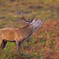 Buy canvas prints of Scottish Highland red deer stag by Tom Dolezal