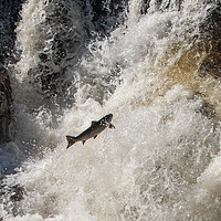 Buy canvas prints of Salmon leaping the falls by Tom Dolezal