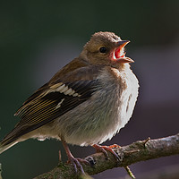 Buy canvas prints of Singing Chaffinch by Tom Dolezal