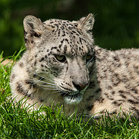 Buy canvas prints of Curious Snow Leopard by Tom Dolezal