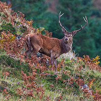 Buy canvas prints of Red Deer Stag by Tom Dolezal