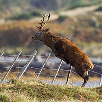 Buy canvas prints of Stag leap by Tom Dolezal