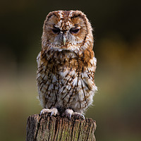 Buy canvas prints of Posing Tawny Owl  by Tom Dolezal