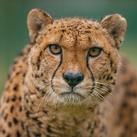 Buy canvas prints of Cheetah eye focus by Tom Dolezal