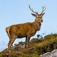 Buy canvas prints of Relaxed Highland Stag  by Tom Dolezal