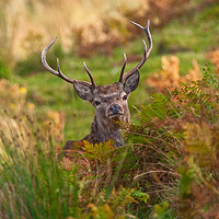 Buy canvas prints of Hiding Highland Stag by Tom Dolezal