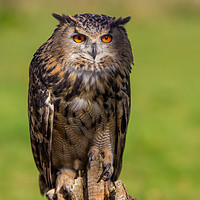 Buy canvas prints of Posing Eagle owl  by Tom Dolezal