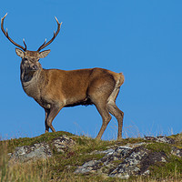 Buy canvas prints of Red Deer Stag profile by Tom Dolezal