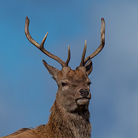 Buy canvas prints of Red Deer Stag portrait by Tom Dolezal