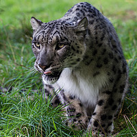 Buy canvas prints of Prowling Snow Leopard by Tom Dolezal
