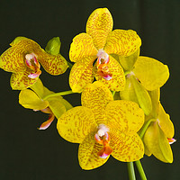 Buy canvas prints of Yellow phalaenopsis orchid by Tom Dolezal