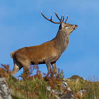 Buy canvas prints of Red deer stag by Tom Dolezal