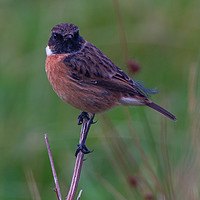 Buy canvas prints of Stonechat by Tom Dolezal
