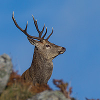 Buy canvas prints of Red deer stag profile by Tom Dolezal