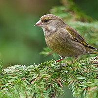 Buy canvas prints of Posing Greenfinch by Tom Dolezal