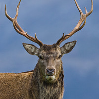 Buy canvas prints of Red Deer Stag portrait by Tom Dolezal