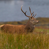 Buy canvas prints of Highland red stag profile by Tom Dolezal