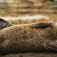 Buy canvas prints of Common Seal by Tom Dolezal