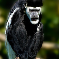 Buy canvas prints of Black-and-white colobus monkey by Tom Dolezal