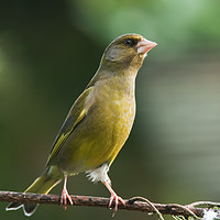 Buy canvas prints of Greenfinch by Tom Dolezal