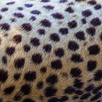 Buy canvas prints of Leopard abstract by Tom Dolezal