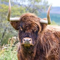 Buy canvas prints of Highland cow portrait by Tom Dolezal