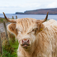 Buy canvas prints of Cheeky Highland cow by Tom Dolezal