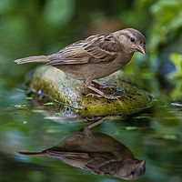 Buy canvas prints of Sparrow reflection by Tom Dolezal