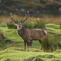 Buy canvas prints of Majestic Stag by Tom Dolezal