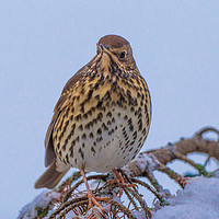 Buy canvas prints of Winter Song Thrush by Tom Dolezal