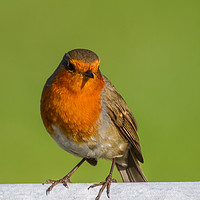 Buy canvas prints of Curious Robin II  by Tom Dolezal