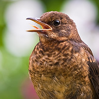 Buy canvas prints of Juvenile Song Thrush profile by Tom Dolezal