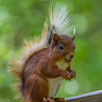 Buy canvas prints of Feeding Red Squirrel by Tom Dolezal