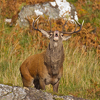 Buy canvas prints of Rutting Red Deer Stag by Tom Dolezal