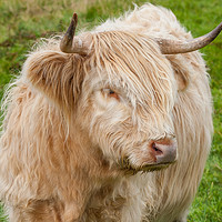 Buy canvas prints of Highland cow close up by Tom Dolezal