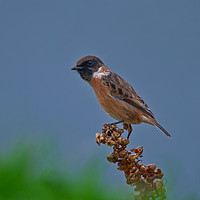 Buy canvas prints of Inquisitive Stonechat by Tom Dolezal