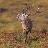 Buy canvas prints of Rutting Red Deer Stag II by Tom Dolezal