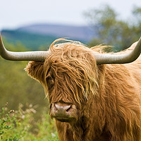 Buy canvas prints of Close up Highland cow by Tom Dolezal