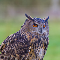 Buy canvas prints of Posing Eagle owl  II by Tom Dolezal