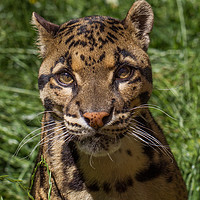 Buy canvas prints of Clouded Leopard by Tom Dolezal