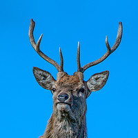 Buy canvas prints of HIghland Red Stag portrait by Tom Dolezal